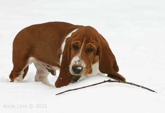 Noog hunting for a stick to play with