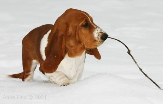 Noog hunting for a stick to play with