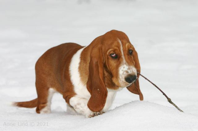 Noog hunting for a stick to play with