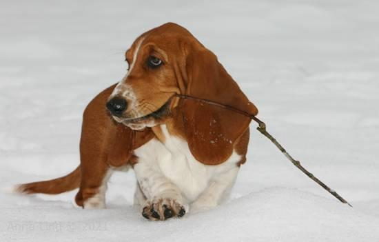 Noog hunting for a stick to play with