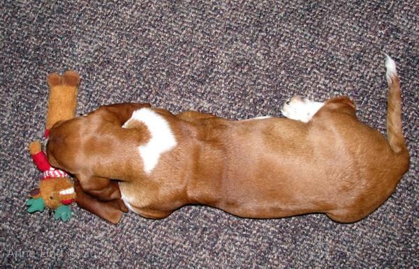 Noogent with his toy