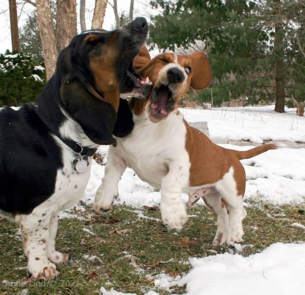 Norm and Noog playing