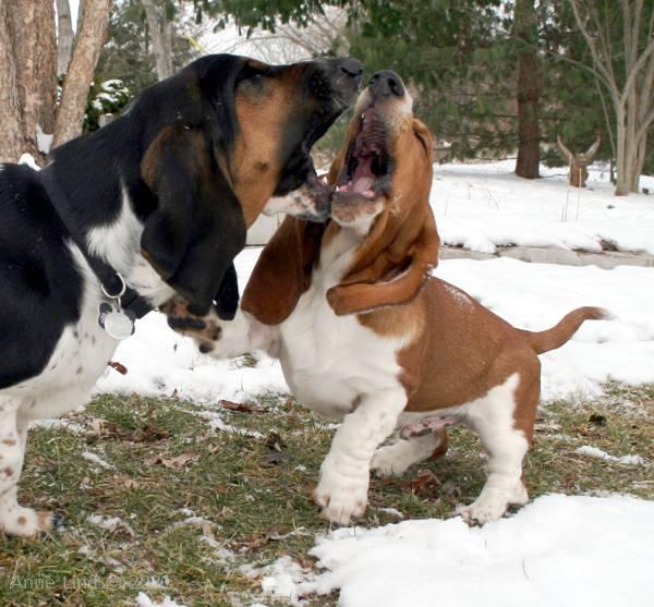 Norm and Noog playing