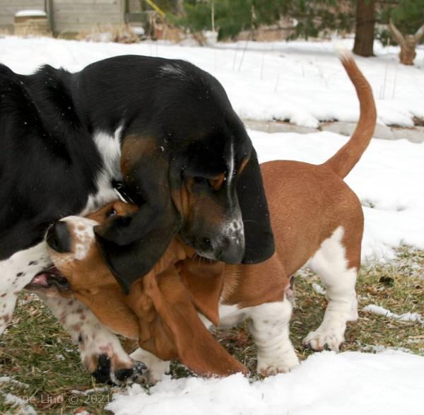 Norm and Noog playing