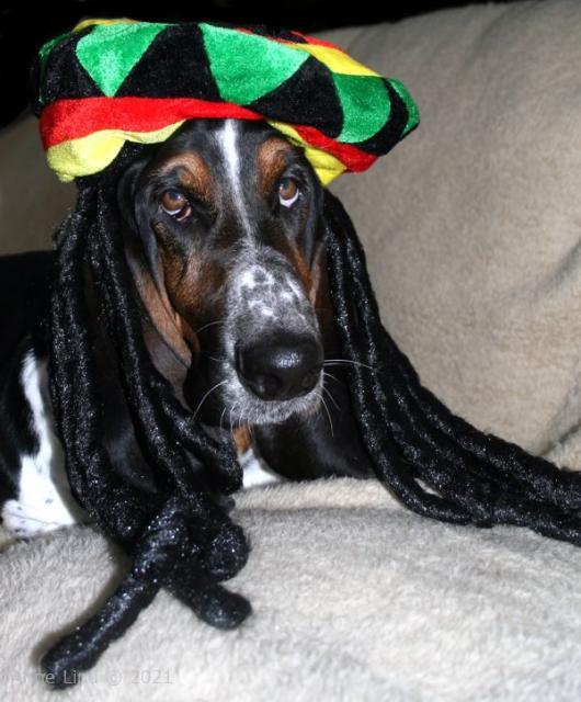 Norm in his ziggy marley hat