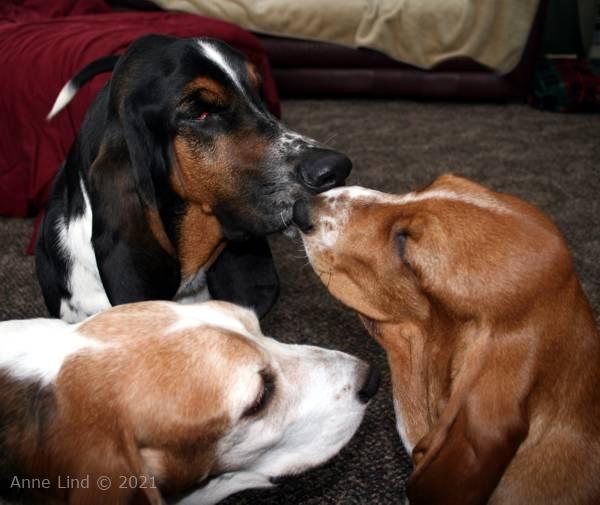 Gretchen, Norman, & Noogent playing