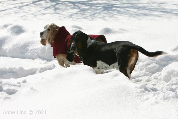 Hoover and Norm in the snow