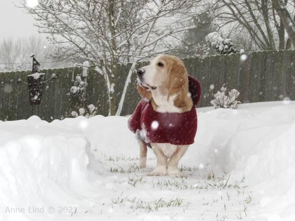 Hoover cruising in the snow storm