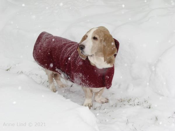 Hoover loving his snow