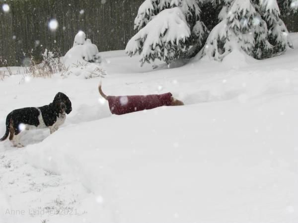 Hoover loving his snow