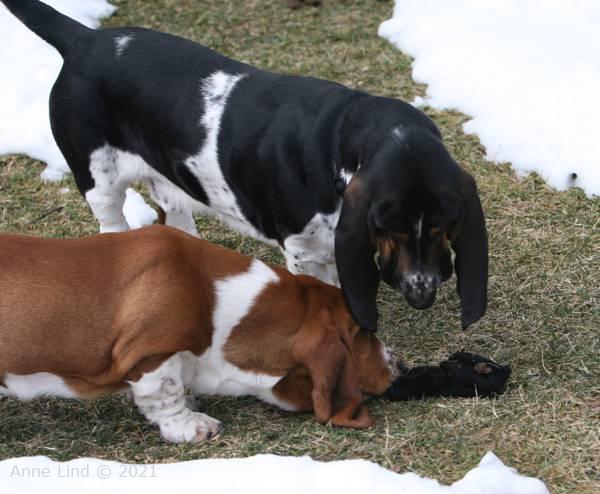 Norm, Noog and the sock