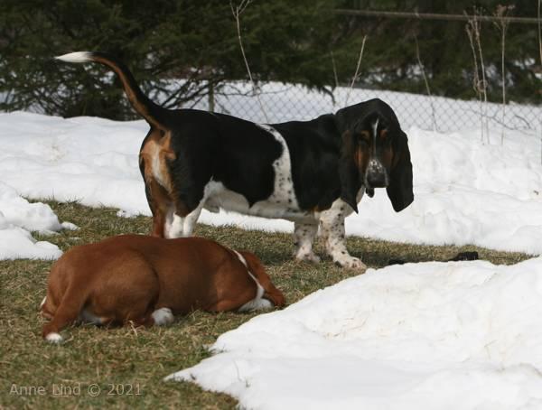 Norm, Noog and the sock