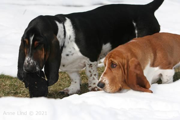 Norm, Noog and the sock