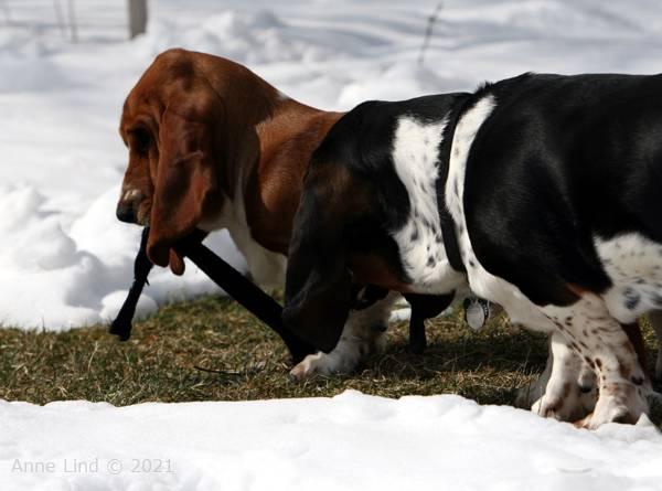 Norm, Noog and the sock