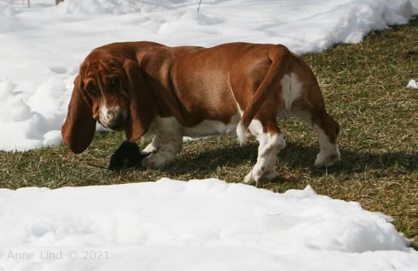 Norm, Noog and the sock