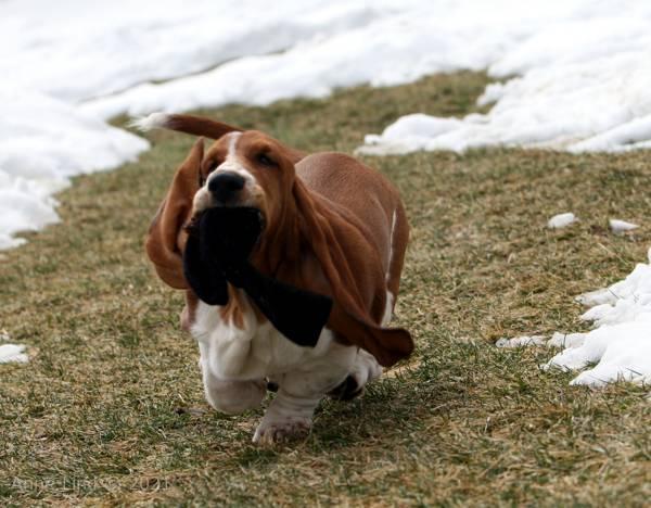 Norm, Noog and the sock