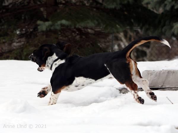 Norm, Noog and the sock