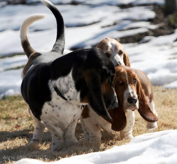 Gretchen, Norman, & Noogent playing