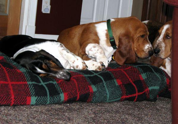 Hoover's 13th bday party 03-23-08