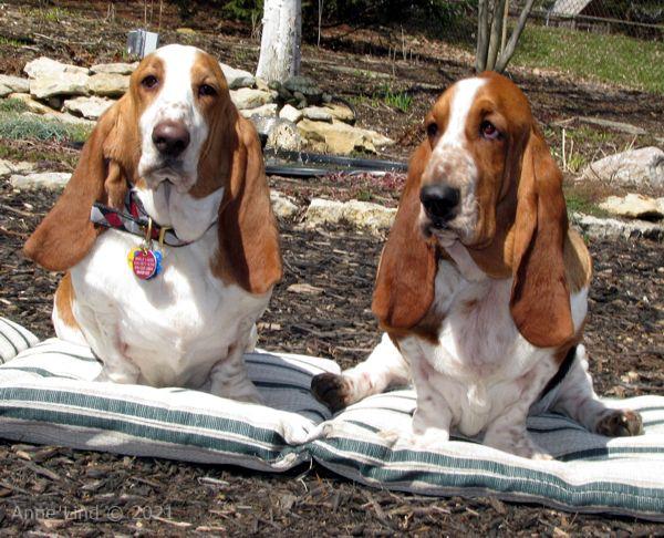 Hoover's 13th bday party 03-23008