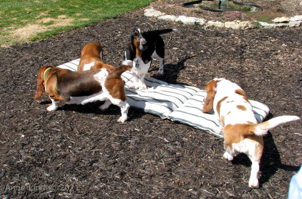 Hoover's 13th bday party 03-23-08