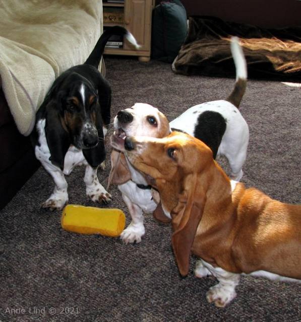 Gretchen, Norman, & Noogent playing