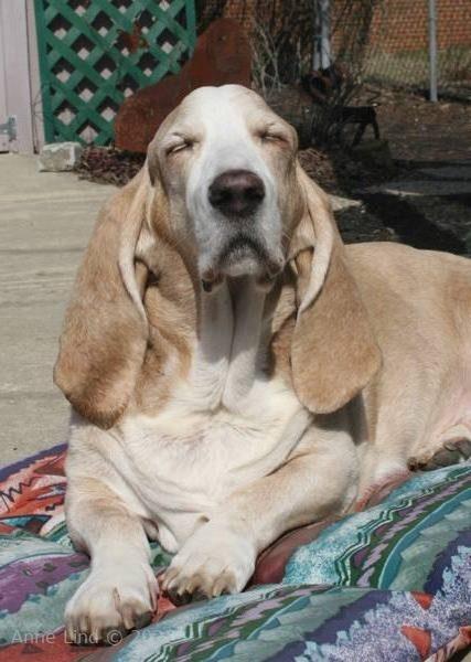 Hoover meditating in the sunshine
