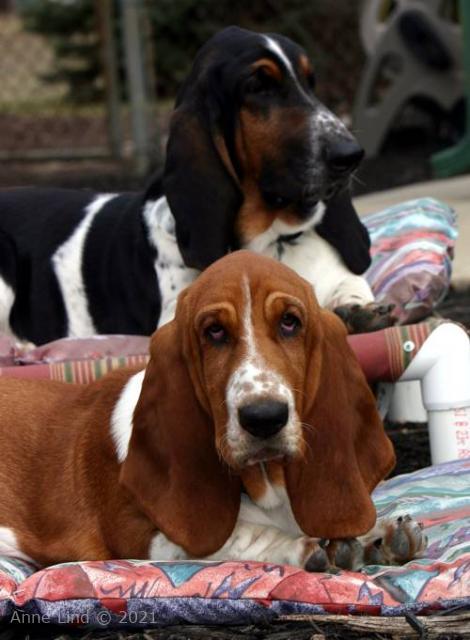 Norm and Noog enjoying the day