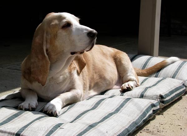 Hoover enjoying the sun