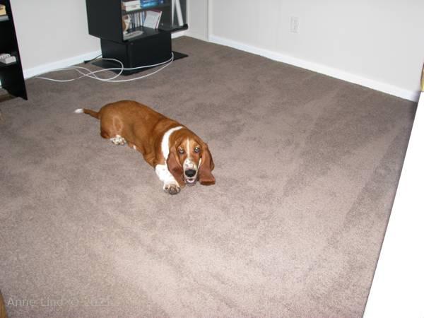 Nooge helping move junk