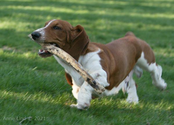 Noog with a stick.... AGAIN