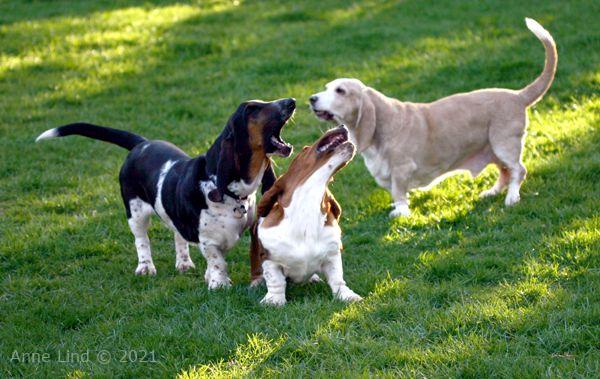 Hoover, Norman, & Noogent playing