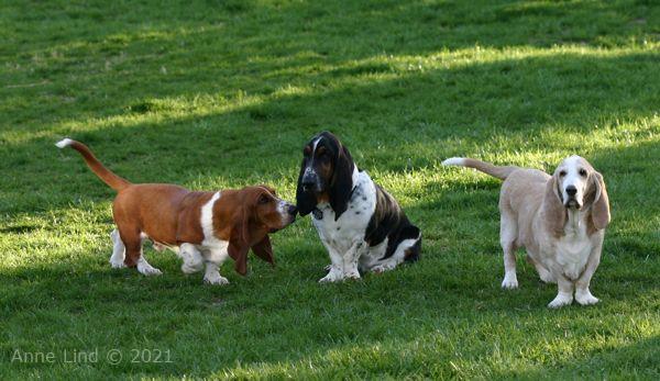 Hoover, Norman, & Noogent playing