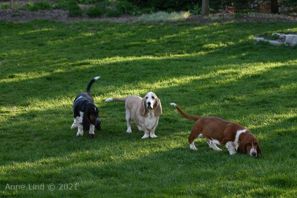 Hoover, Norman, & Noogent playing