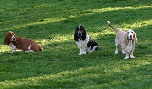 Hoover, Norman, & Noogent playing