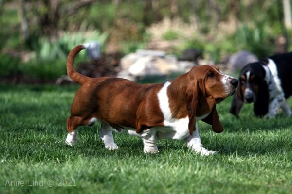 Nooge strutting his stuff