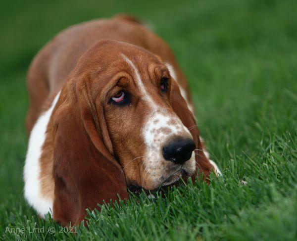 Nooge waiting to pounce