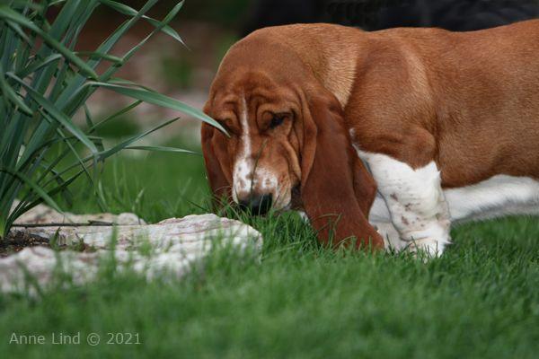 Nooge sampling some grass