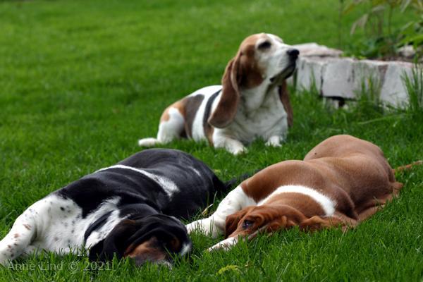 Nooge, Norm, & Gretchen