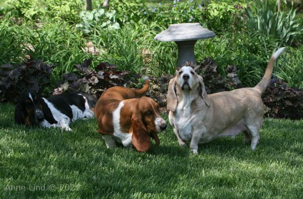 Hoover, Norman, & Noogent