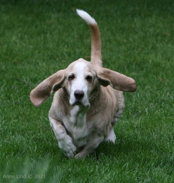 Hoov Doggers running