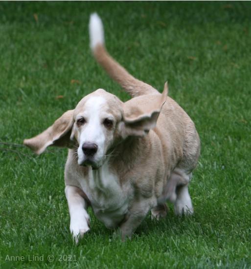 Hoov Doggers running