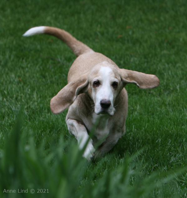 Hoov Doggers running