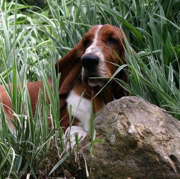 Nooge sitting in the grass salad bowl
