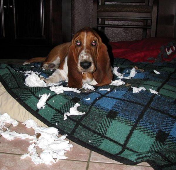 Noogers helping tear up TP