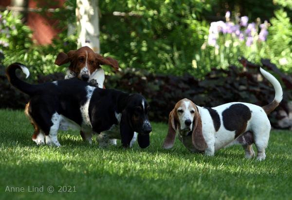 Nooge, Norm, & Gretch