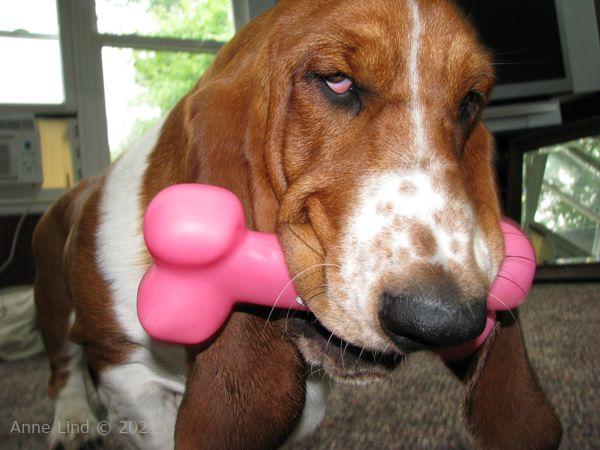 Nooge with pink bone