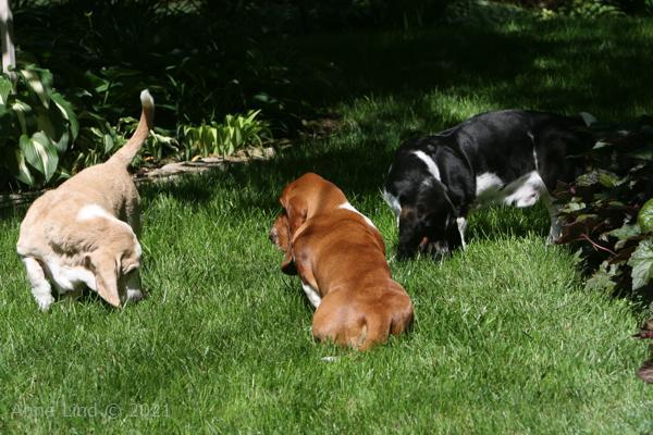 Hoover, Norman, & Noogent