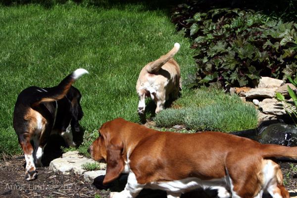 Hoover, Norman, & Noogent