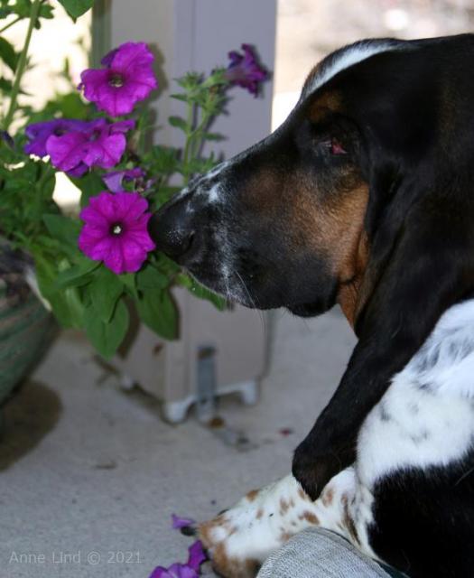Normie shredding a petunia